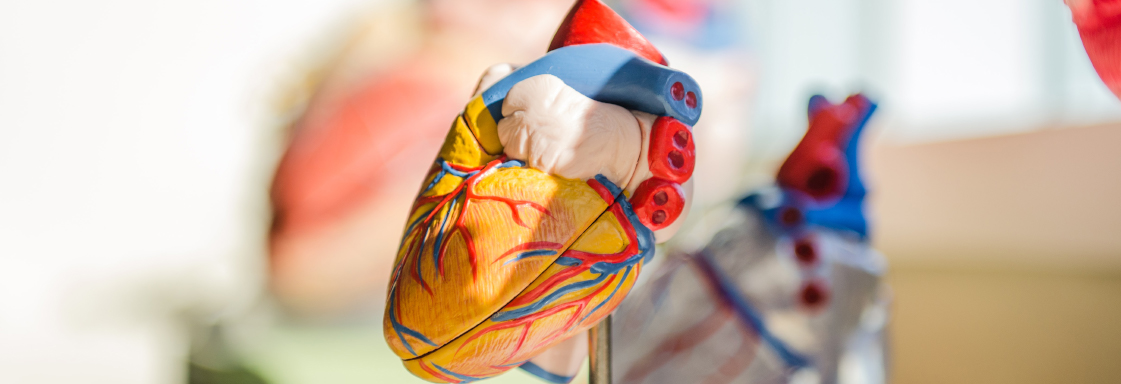 Fotografía decorativa de un corazón de plástico para estudiar, sobre un soporte. Al fondo hay otros objetos, que no se distinguen porque están fuera de foco.